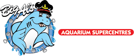 Rwardz Spotlight Big Als Pets